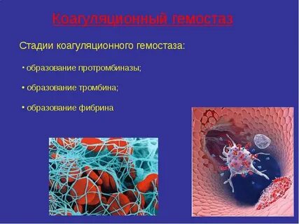 Гемостаз реферат