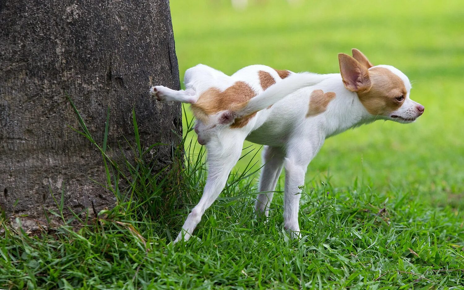 Dog piss. Собака метит. Пес метит территорию. Собака помечает территорию. Собака писает.