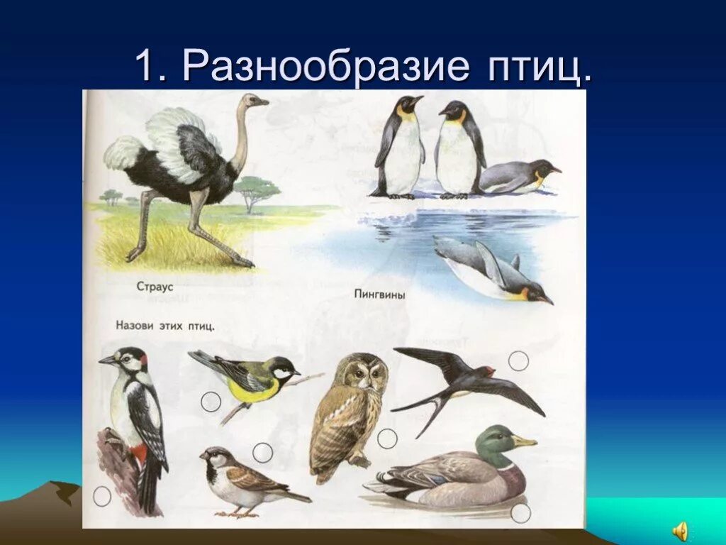 Жизнь птиц окружающий. Разнообразие птиц. видовое разнообразие птиц. класс птицы многообразие. разнообразность птиц.