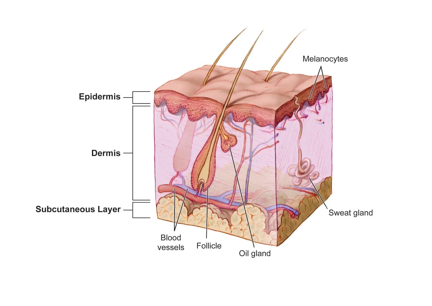 Строение кожи эпидермис дерма гиподерма. Строение сальной железы человека анатомия. Строение сальных желез кожи. Какие функции потовых и сальных желез