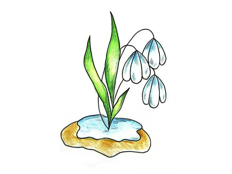 Как рисовать подснежник. Подснежники рисунок. подснежник рисунок карандашом. рисование подснежники. подснежник рисунок для детей.