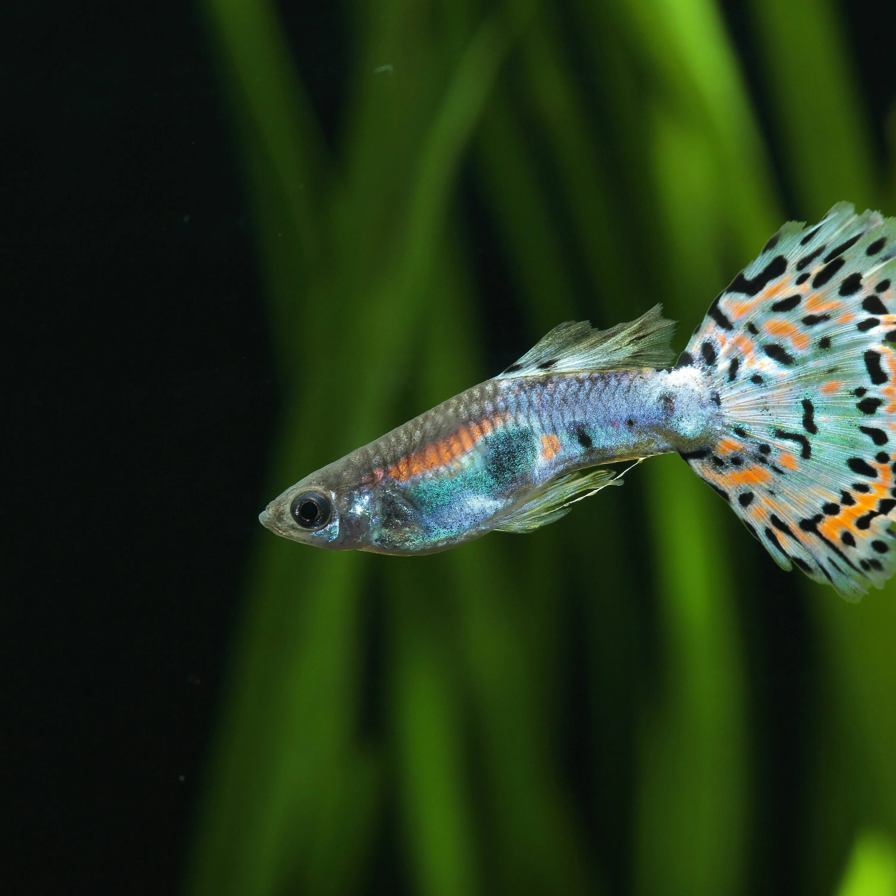 Неон голубой аквариумная рыбка. Мальки гуппи. Маленькая рыбка 5. Стайка рыбок. Расбора аквариумная рыбка.