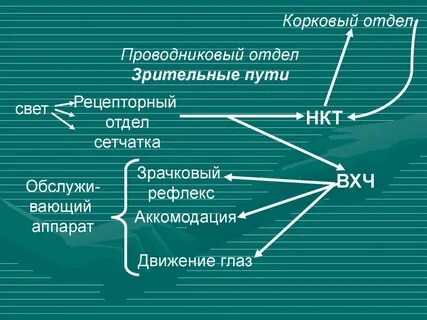 Корковый отдел зрительной системы