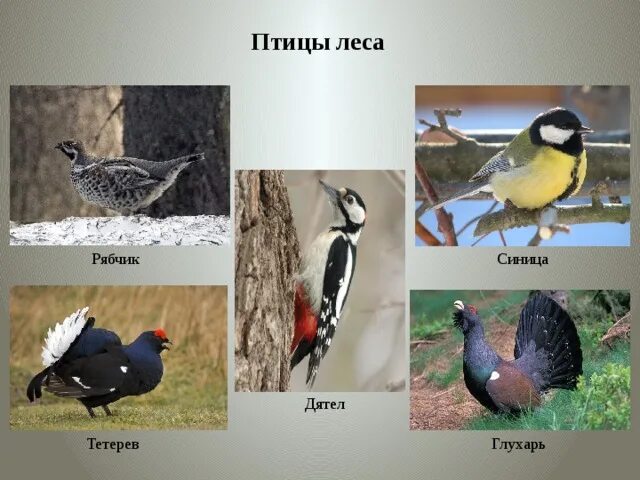 Названия экологических групп птиц. Экологические группы лесных птиц. Экологическая группа птицы леса. Экологические группы птиц Лесные птицы. Птицы леса представители.