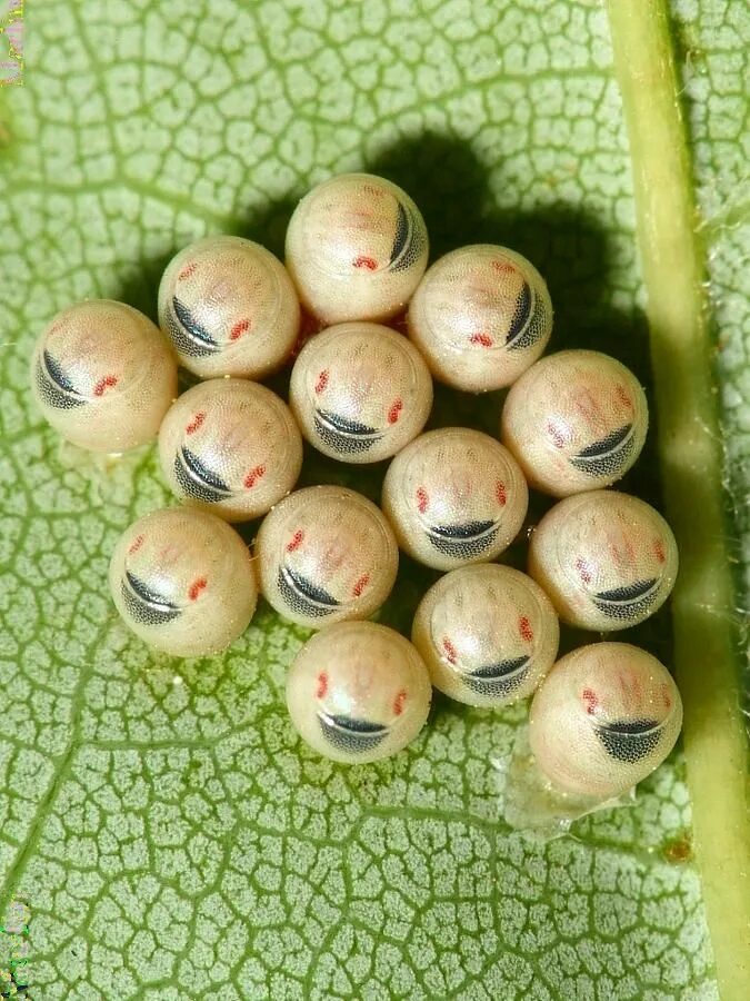 Формы яиц насекомых. Кладки яиц насекомых.