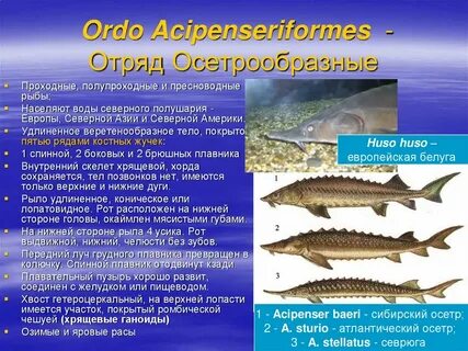 Осетрообразные древняя группа рыб