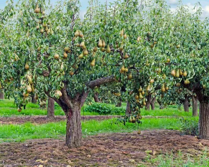 Груша подгорянка. Самоплодные груши. Яблони и груши. Груша колоновидная медовая. Деревья на которых растут груши.
