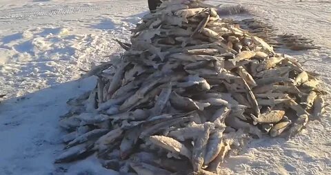 Рыбалка на севере якутии