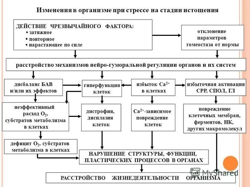 Анализ крови на стресс