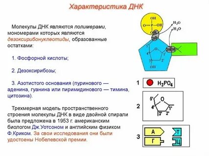 Молекулярная масса молекулы днк