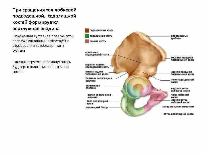 Вертлужная впадина анатомия человека. Кости вертлужной впадины анатомия. Седалищная кость анатомия строение. Задненижний отдел вертлужной впадины образован.