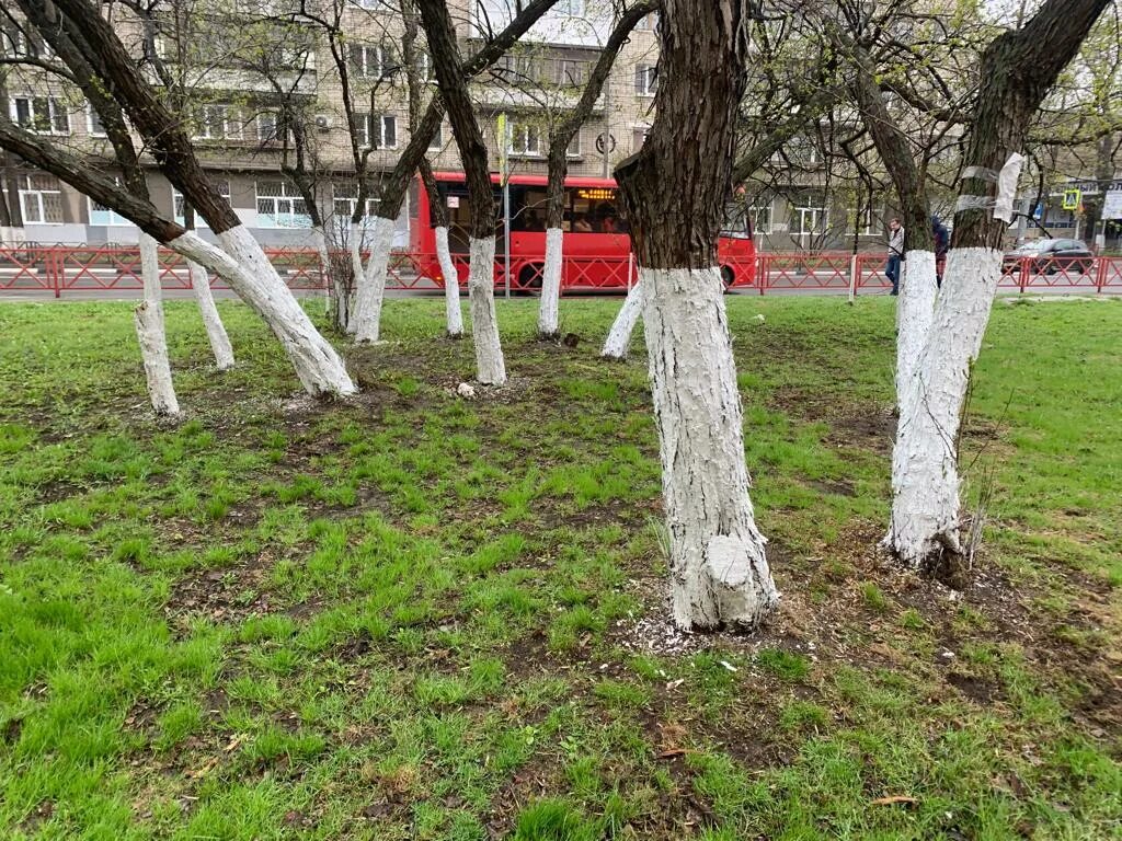 Побелка деревьев. Белить деревья. Побелка деревьев в городе. Белят деревья в городе.