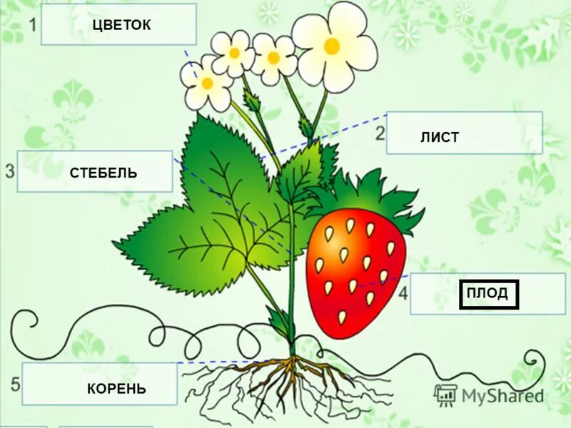 Стебель. Стебель. Вегетативное строение растений. Корневище стебель почка лист. Побег рисунок стебель листья почки.