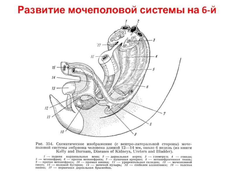 Развитие мочеполовой системы гистология. Источник развития мочевыделительной системы. Эмбриональное развитие мочевыделительной системы. Развитие органов мочевой системы.