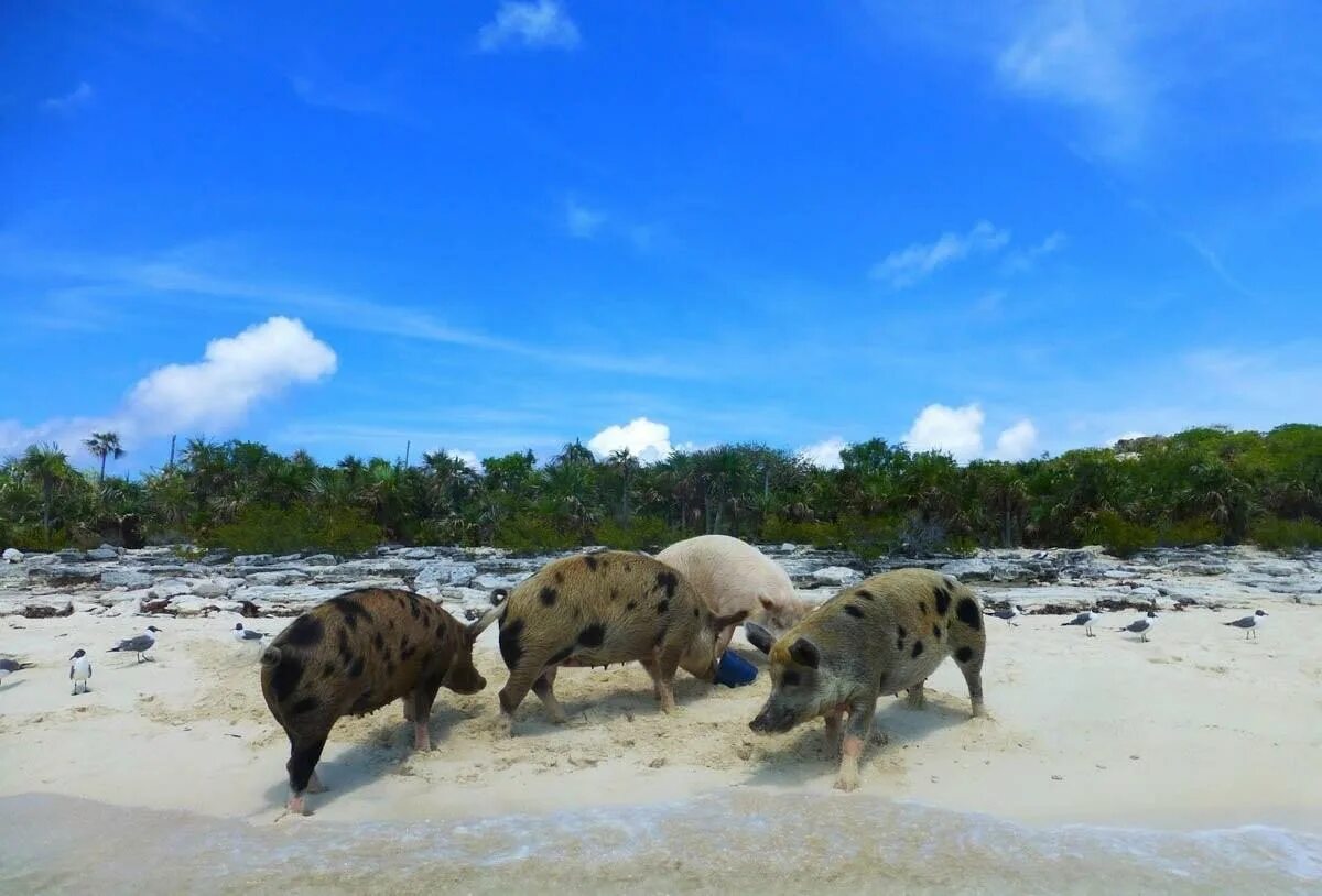 Spot island. Остров Биг Мэйджор Кэй. Биг Мэйджор Кэй Багамские острова. Остров свиней на Багамах. Пиг-Бич Багамские острова.