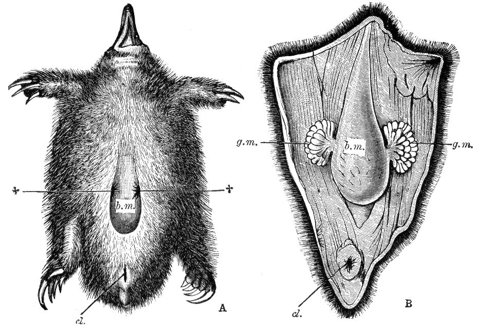 Женский половой орган млекопитающих. Половая система ехидны. Пищеварительная система ехидны. Половая система утконоса.