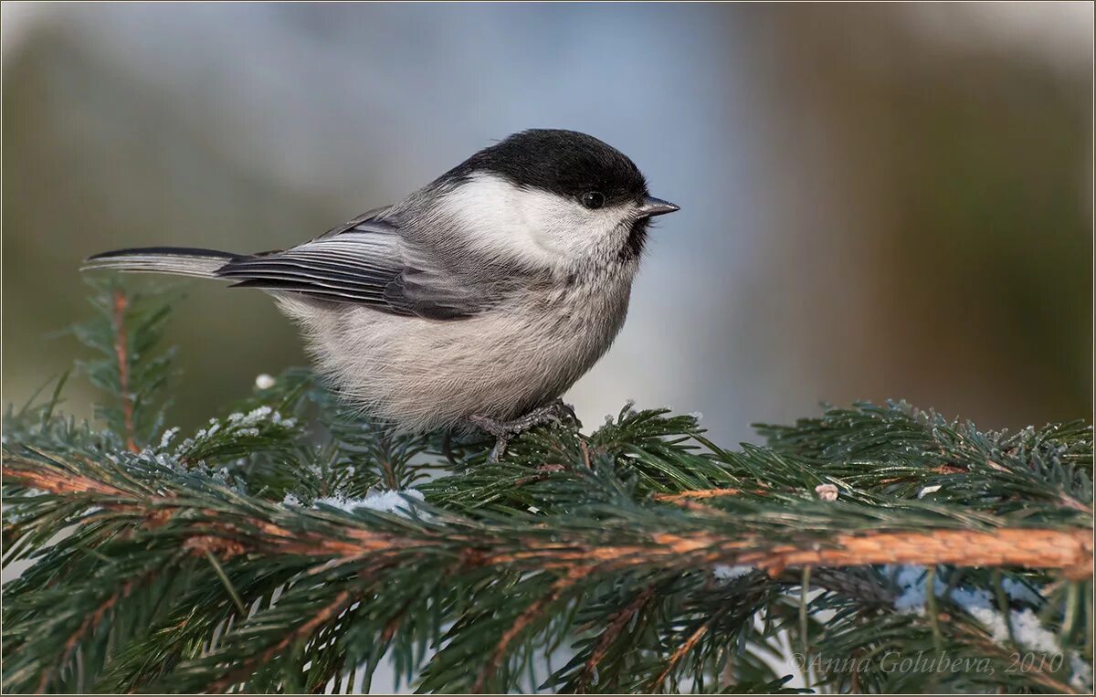 Синица пухляк. Буроголовая гаичка. Синица буроголовая гаичка. Буроголовая гаичка, или пухляк. Синица гаичка пухляк.