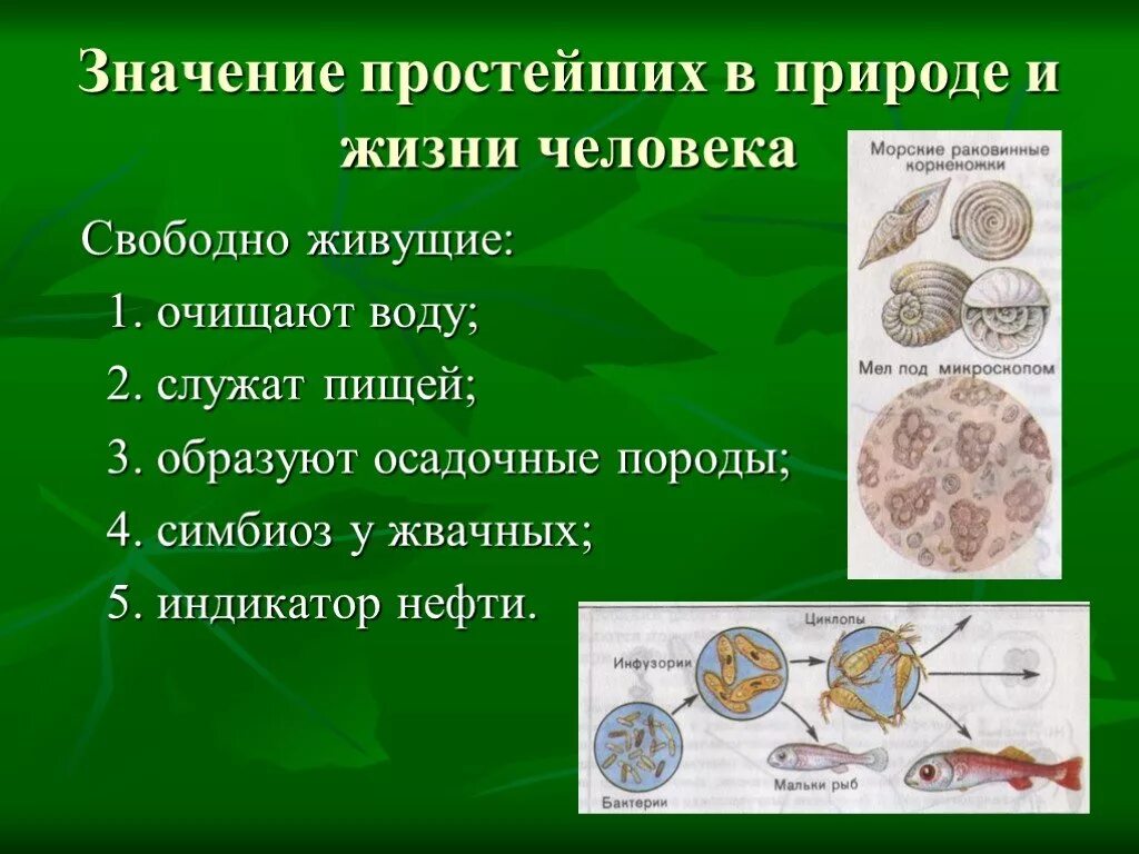 Основные группы простейших