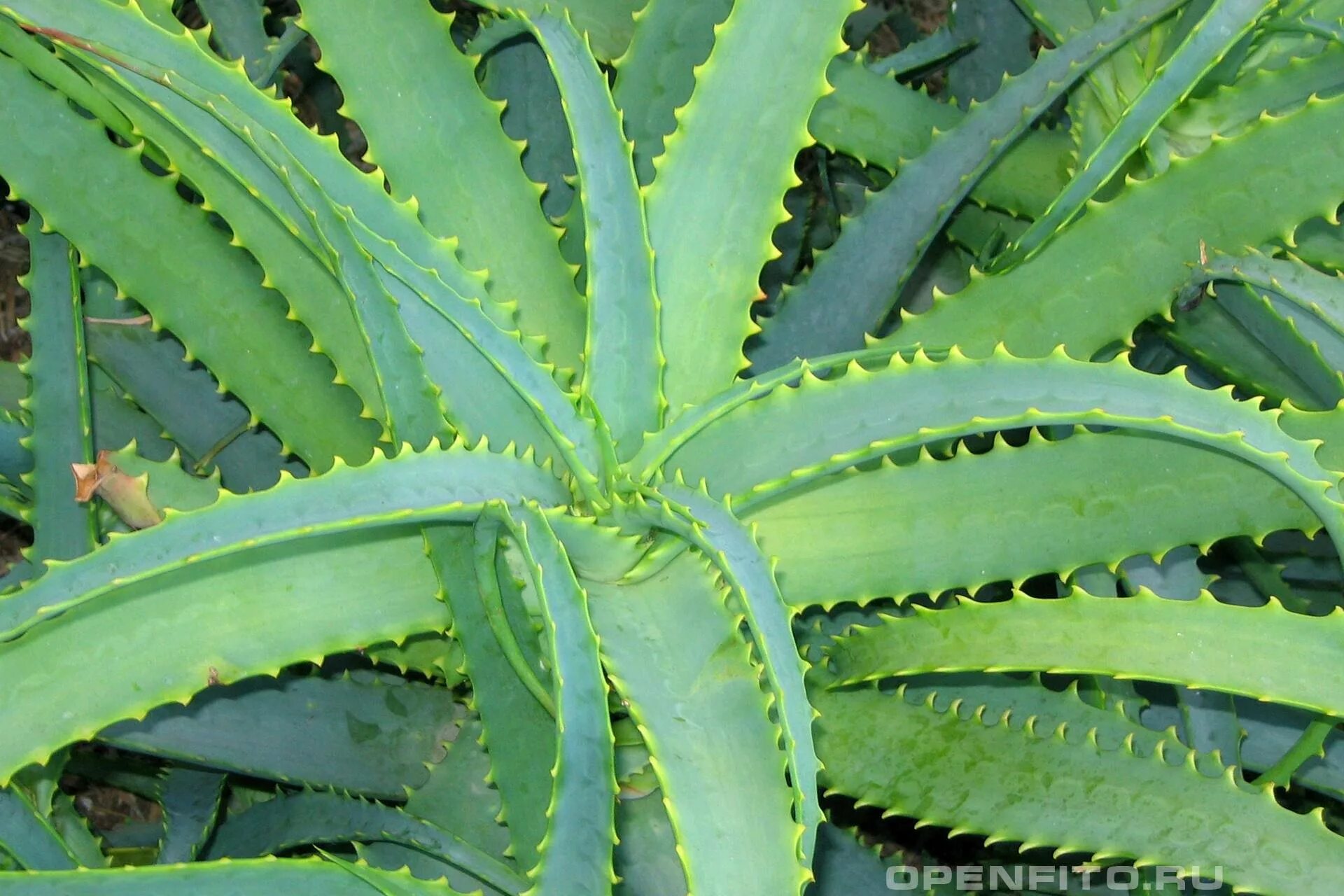 Алоэ южное. Алоэ древовидное столетник. Алоэ древовидное (Aloe arborescens). Алоэ сильноветвистое.