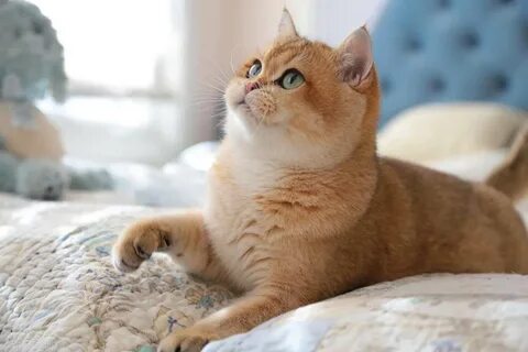 Золотая шиншилла характер породы