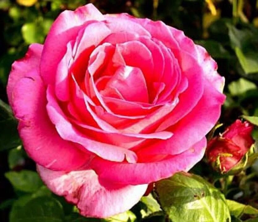 Esmeralda rose. Esmeralda rose. Esmeralda rose. Esmeralda rose. Esmeralda rose.