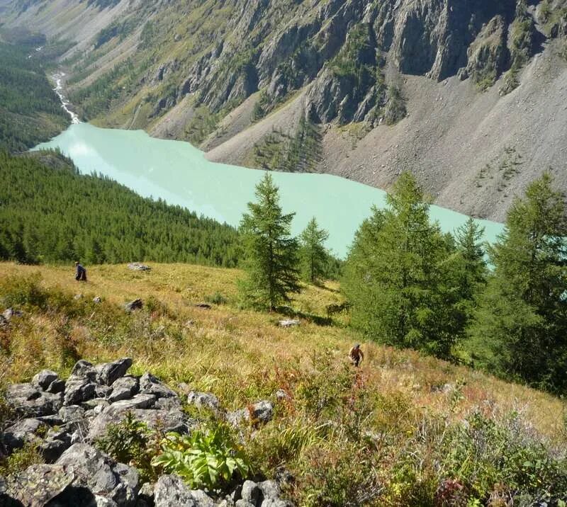 Шишка сайт алтай. Кедр горный Алтай. Кедр в горах Алтая. Алтайский заповедник кедры. Кедровый лес горный Алтай.