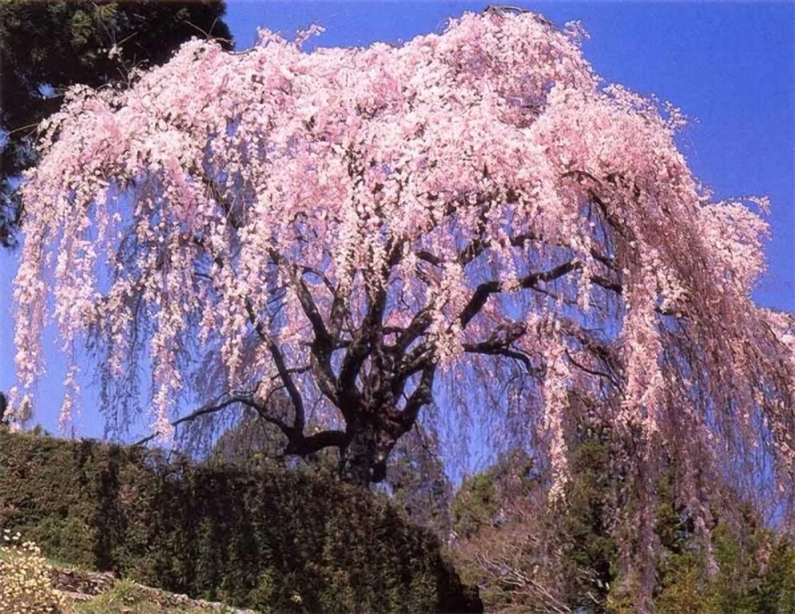 Красивые деревья в россии. Вишня мелкопильчатая "Kiku-Shidare-Zakura". Сакура японская плакучая. Сакура Тайхаку цветение. Сакура символ Японии.