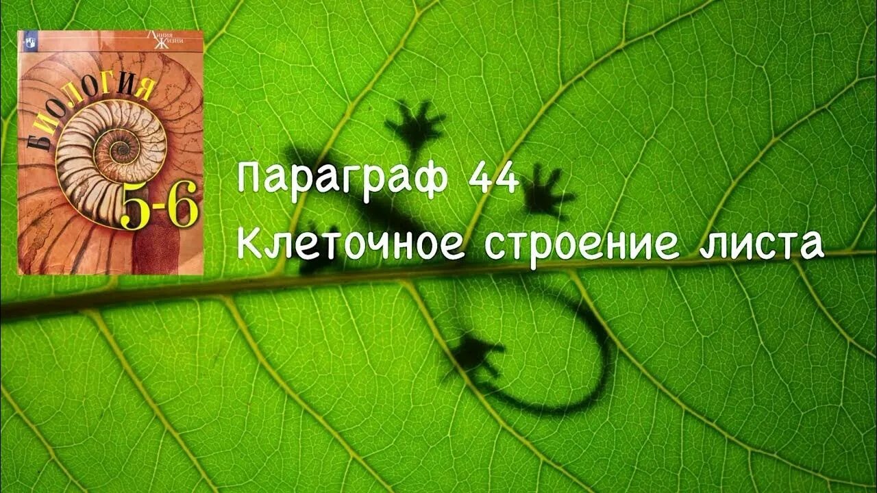 «биология. 6 класс биология конспект 8 параграф пасечник. Биология 6 класс пасечник ответы. Многообразие растений»;. Биология 6 класс 5 параграф пасечник.