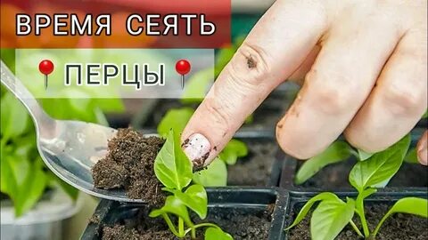 Когда сеять перец в подмосковье на рассаду