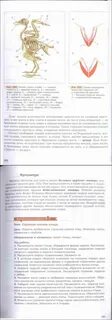 Учебник по биологии 8 класс бабенко