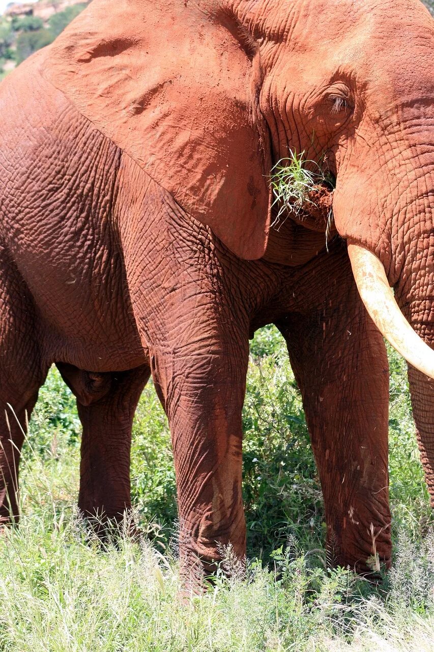 Elephant present. Розовые слоны. Слон настоящий. Слон в цвете. Слоны фото.