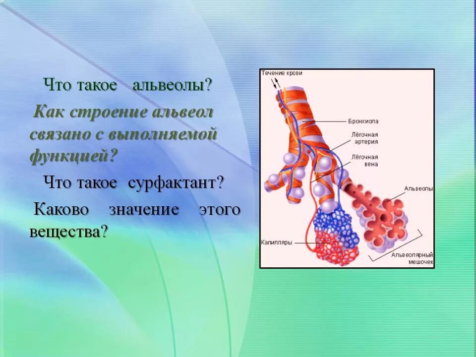 Воздух поступает в альвеолы. Строение легочной альвеолы. Альвеолы это кратко в анатомии. Строение альвеолы анатомия. Альвеолы легких строение.