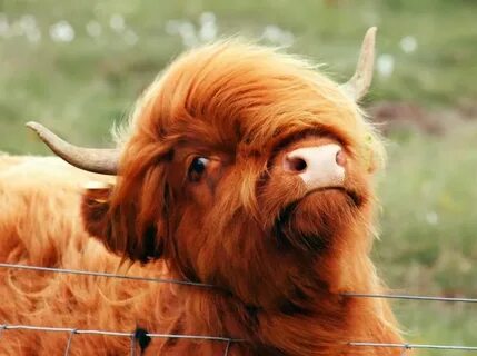 Highland coo