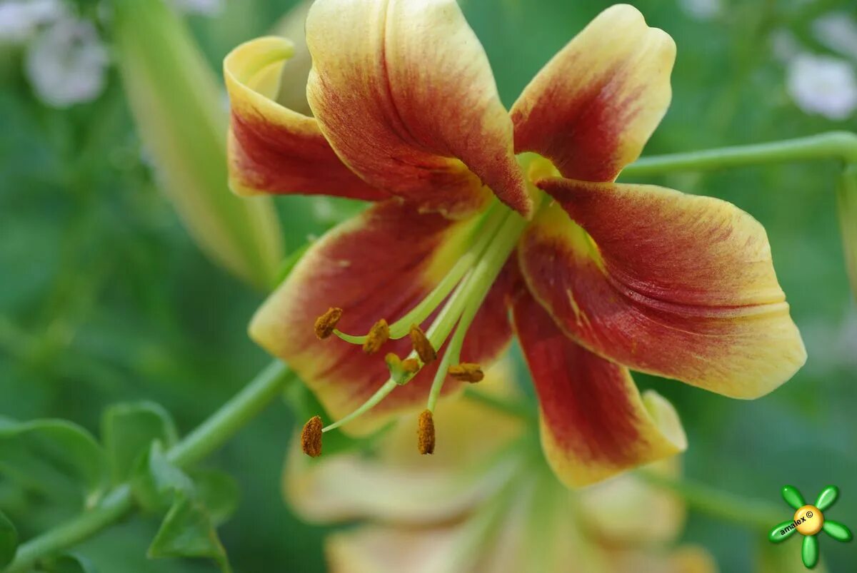 Лилия дебби. Лилия Дебби (от-гибрид). Лилия от Дебби. Lilium (Лилия) Debby. Сорт лилии Дебби.