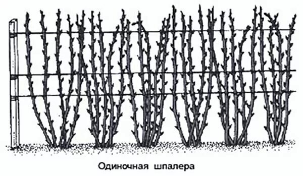 Можно сажать малину разных сортов рядом