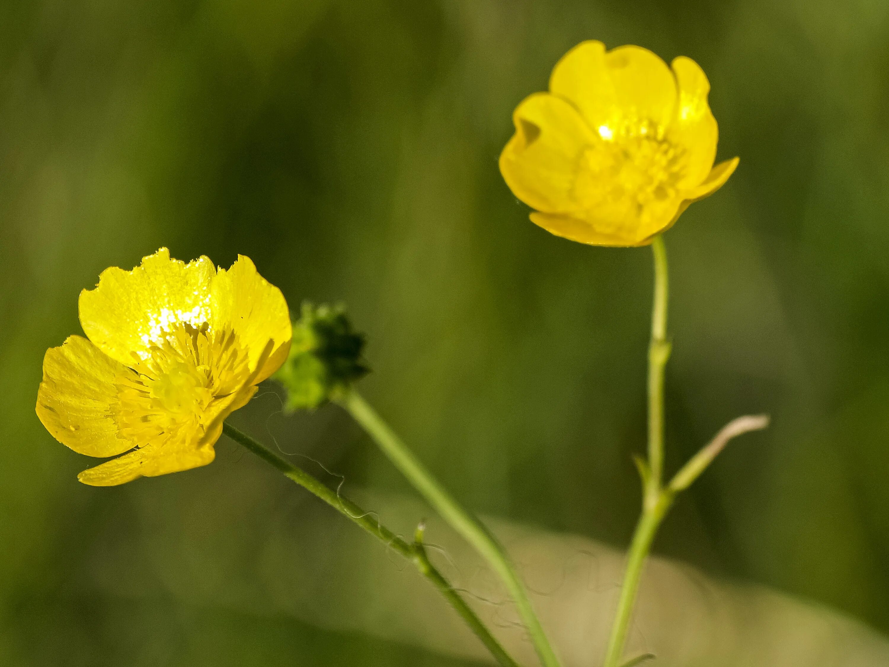 Ranunculus repens - Image of an specimen - Plantarium