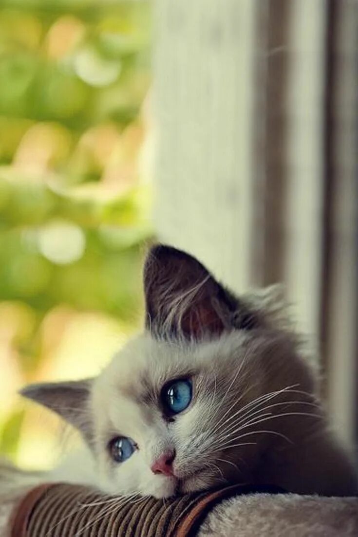 Pin on CAT-terrific Purr-fection!
