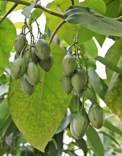 Fruits plant