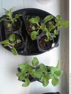 Можно ли полить рассаду корневином