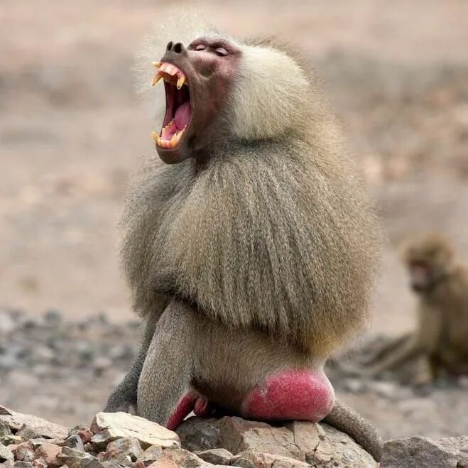Nice portrait of a hamadryas baboon Rare animals, Animals beautiful, Nature anim