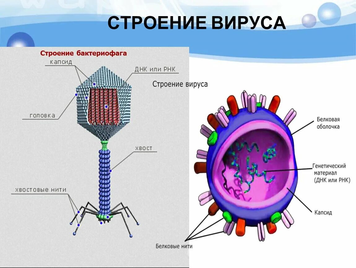 Вирус состоит из молекул. Строение вируса основные компоненты. зарисовка схемы строения вирусов и бактериофагов. строение вирусной клетки. строение вируса рисунок с подписями.