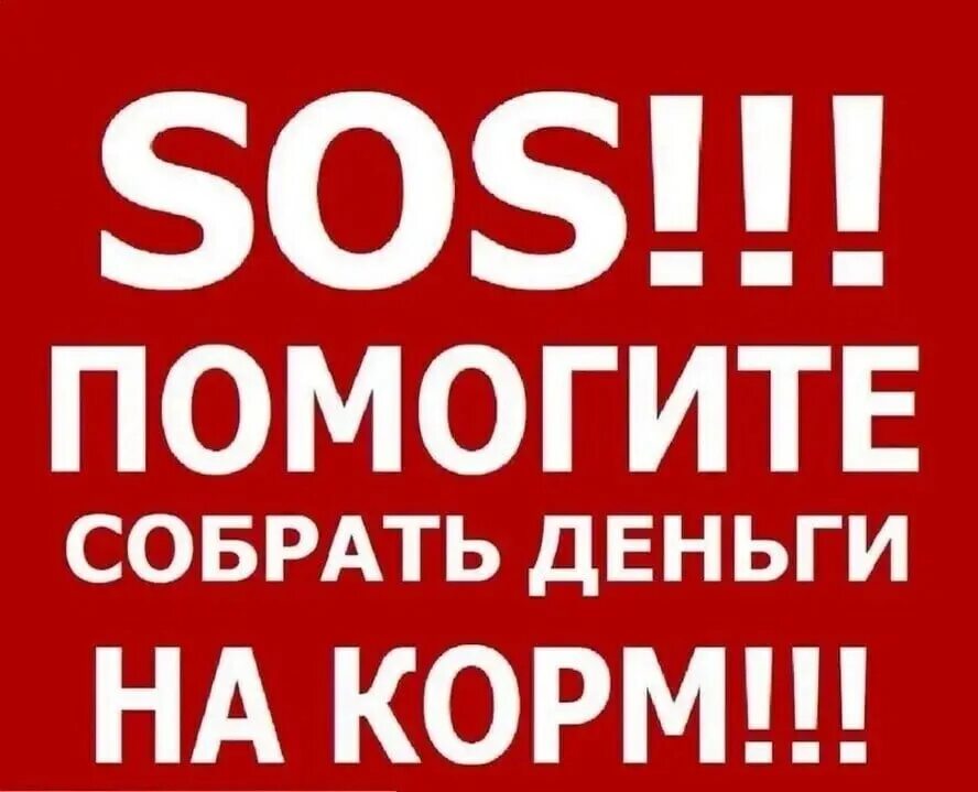 Сос нужна ваша помощь. Sos нужна помощь. Нужна помощь собаке. Сос нам нужна помощь. Нужна помощь.