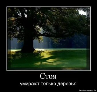 В лесу стоит мертвая закончить предложение