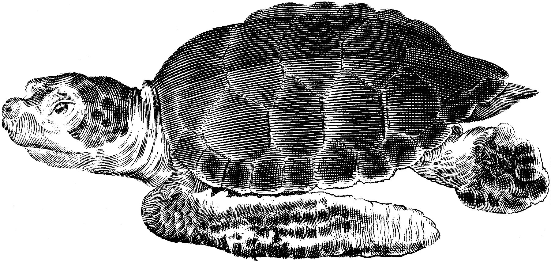 Turtle graphics. Морда черепахи. морда черепашек на белом фоне. морда черепахи вектор. черепашья графика с pyturtle.