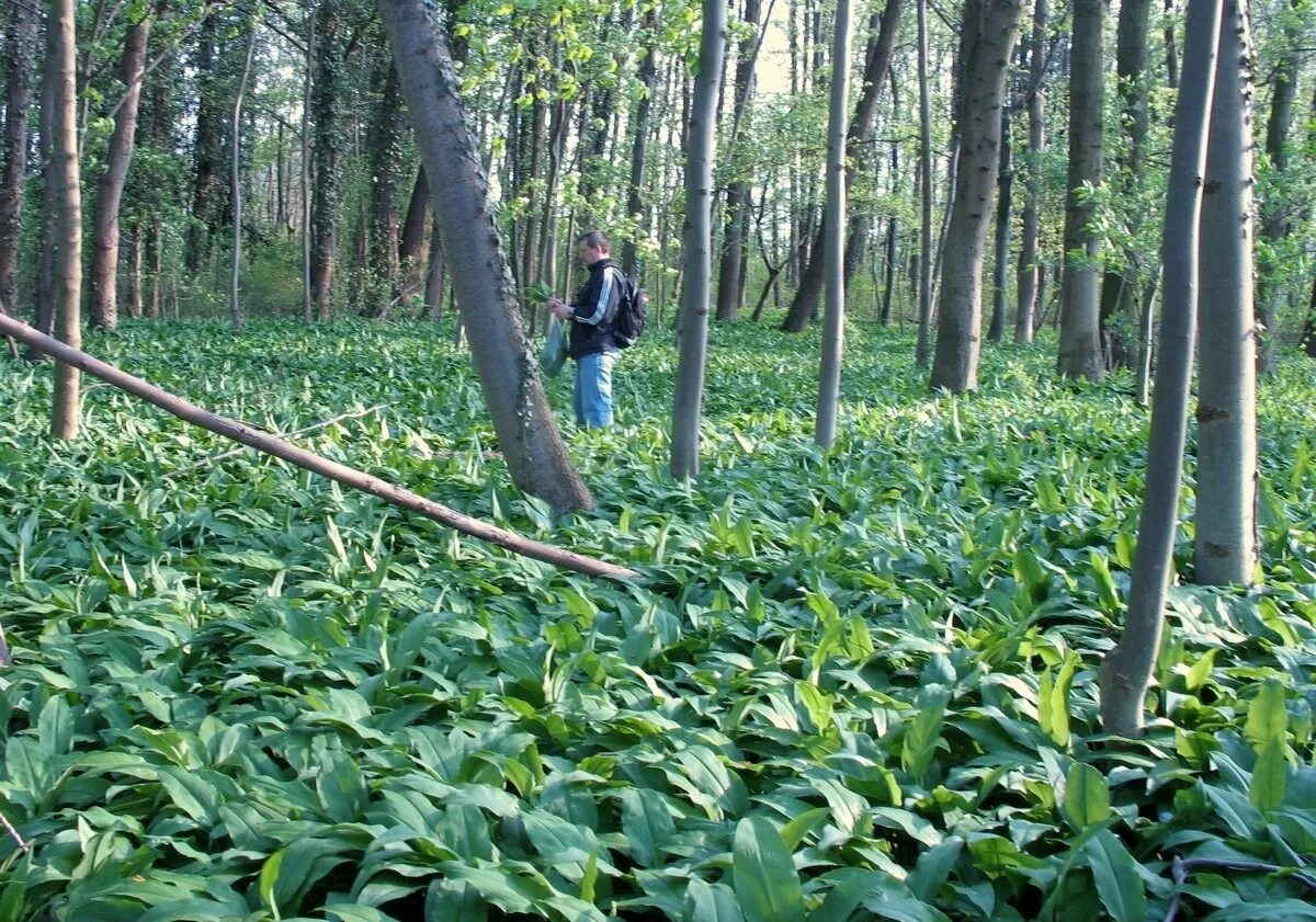 кедр растет в россии. сибирский кедр где растет. секвойя дерево. орех макадамия цветение. шорея исполинская.
