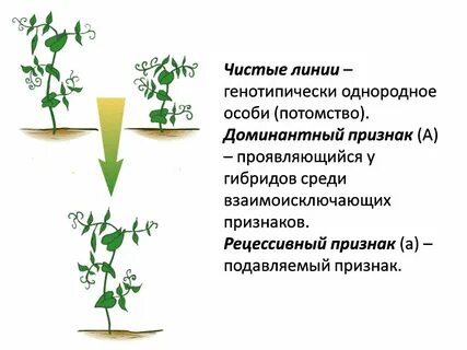 Выведение чистой линии растений