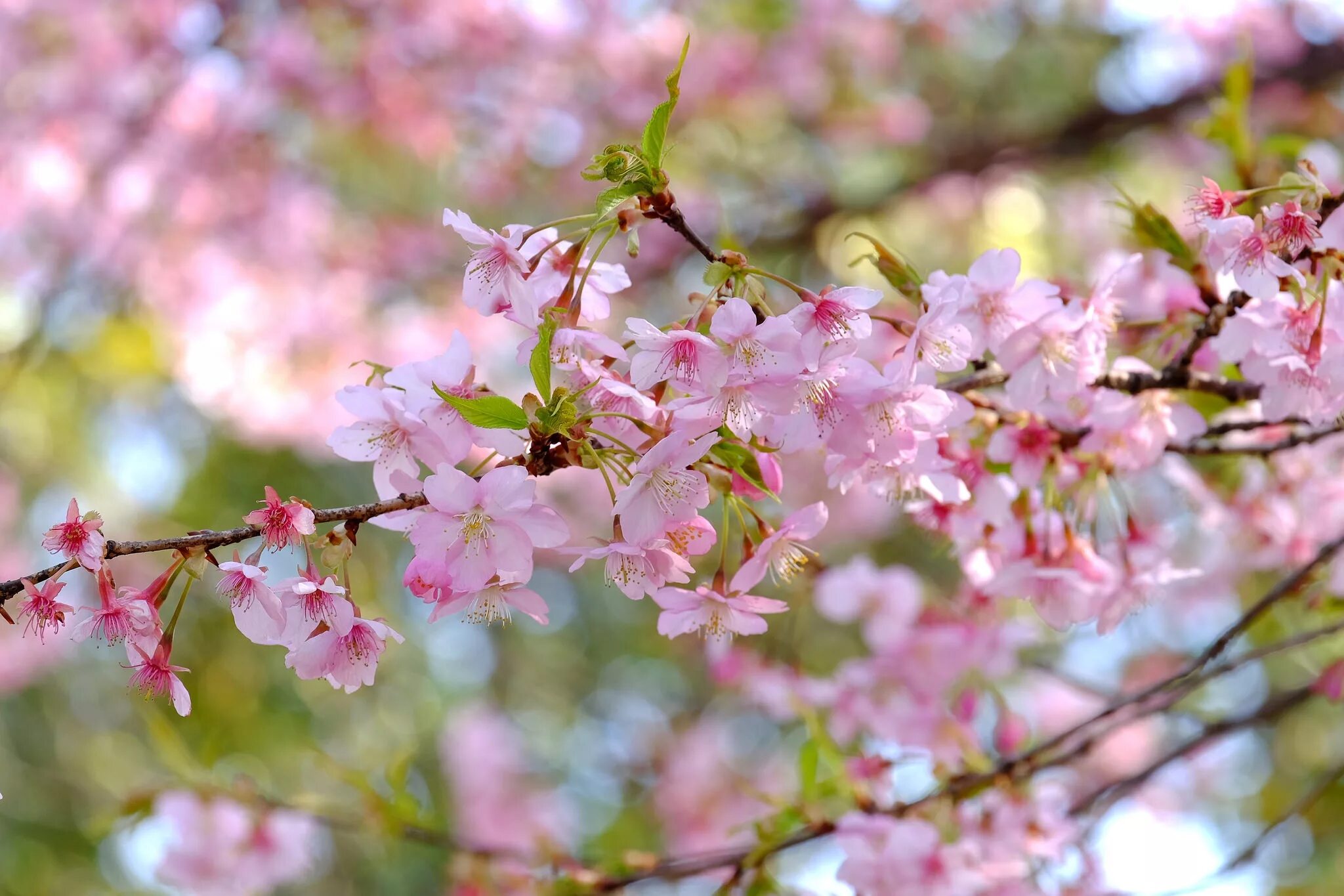Картинка цветущая ветка. Сакура дерево листья. Листья вишни Сакура. Цветущая ветка Сакуры. Сакура цветение листья.