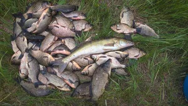 Ая ловля. Рыбалка на реке ай Челябинской области. Река ай рыба. Река ай рыбалка. Рыбалка на реке ай в Башкирии.