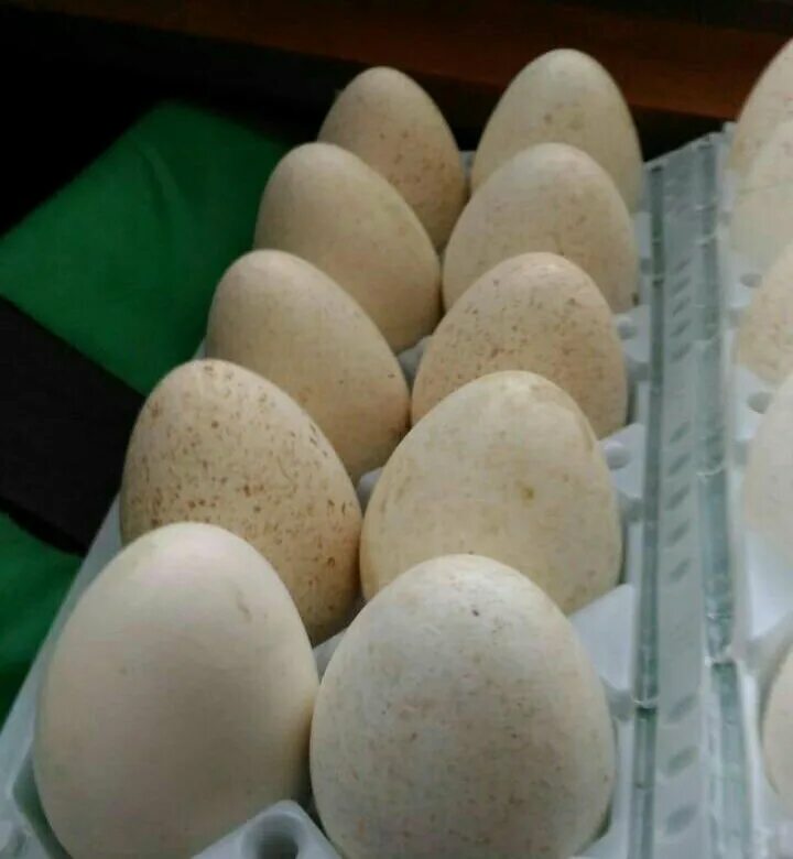 Купить индюшиные яйца для инкубатора. Инкубационное яйцо индейки. Яйцо инкубационное Индейкино. Индюшиные яйца. Яйца индюшатины инкубаторные.