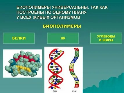 Отличия регулярных и нерегулярных биополимеров